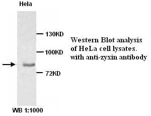 Anti-Zyxin