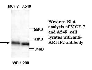 Anti-ARFIP2
