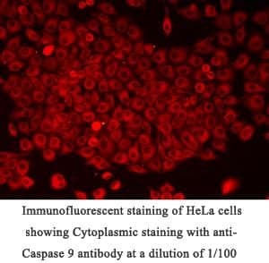Anti-Caspase 9
