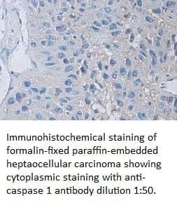 Anti-caspase 1