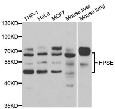 Anti-HPSE