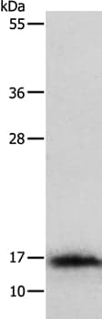 Anti-IL3