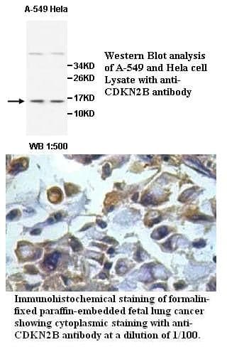 Anti-CDKN2B