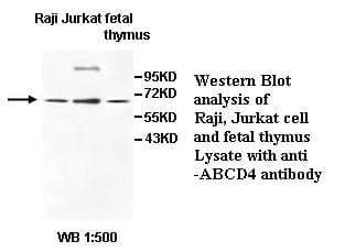 Anti-ABCD4