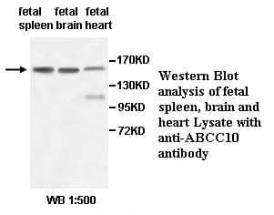 Anti-ABCC10
