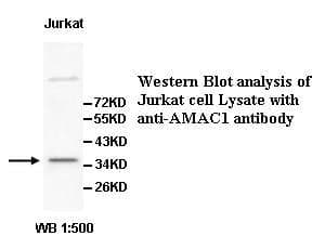 Anti-AMAC1