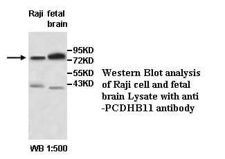 Anti-PCDHB11