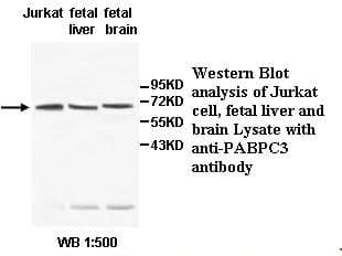 Anti-PABPC3
