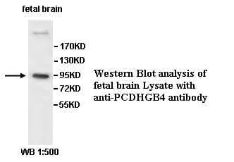 Anti-PCDHGB4