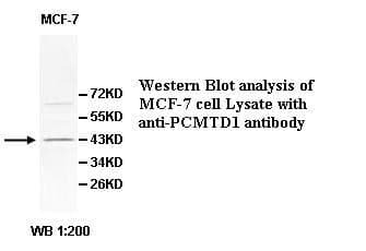 Anti-PCMTD1