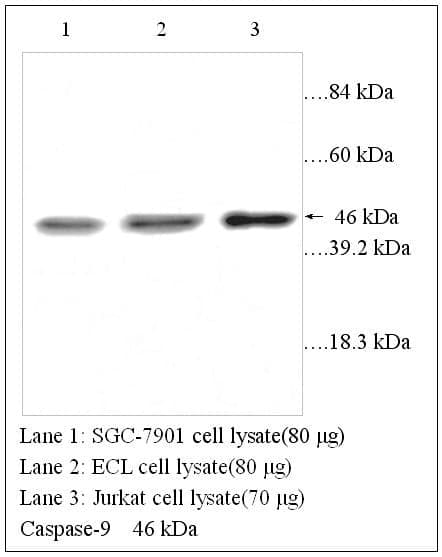 Anti-Caspase-9