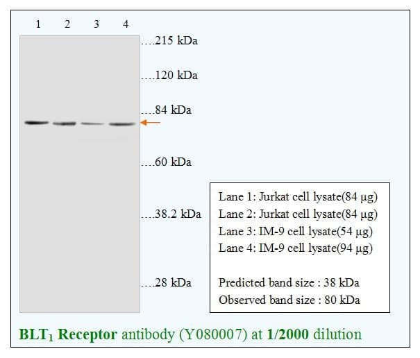 Anti-Leukotriene B4 Receptor(BLT1 Receptor)