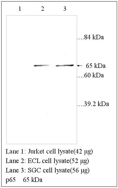 Anti-p65