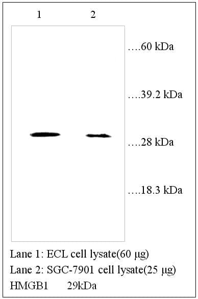 Anti-HMGB1