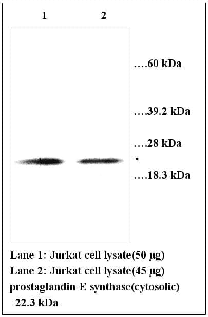 Anti-prostaglandin E synthase(cytosolic)