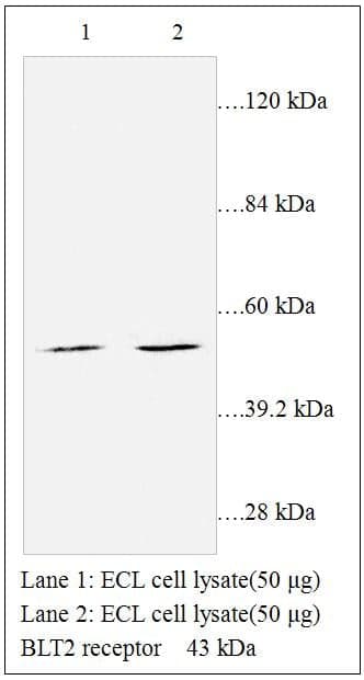 Anti-BLT2 receptor