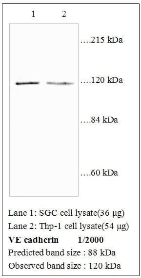 Anti-VE Cadherin