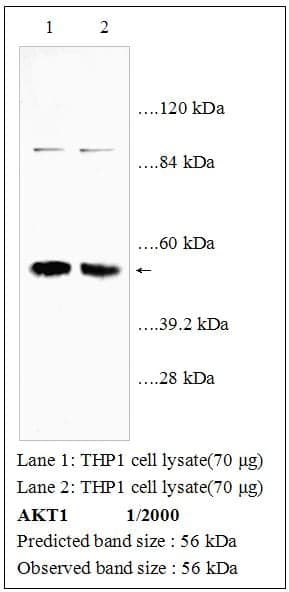 Anti-AKT1