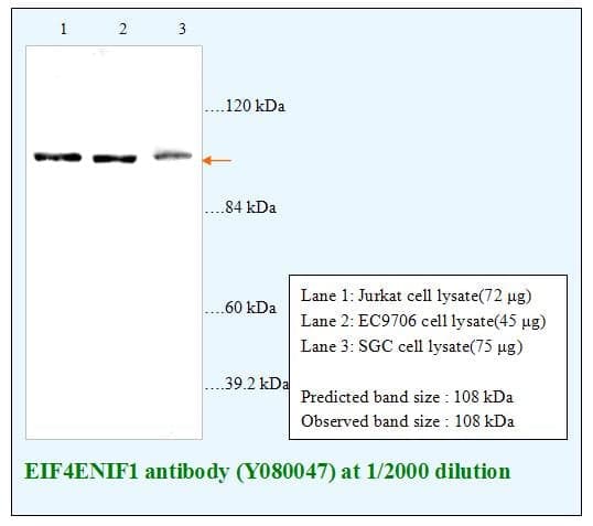 Anti-EIF4ENIF1