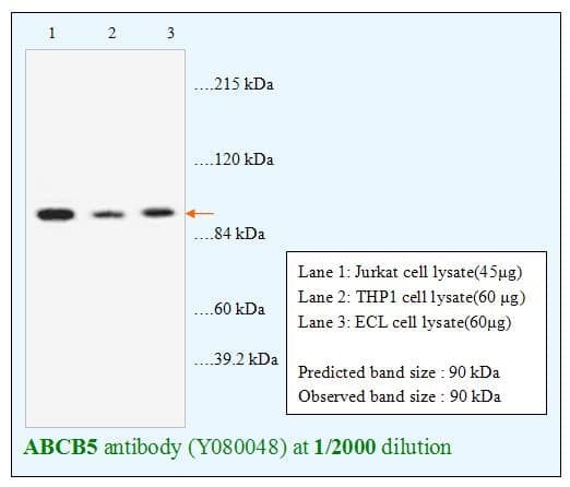 Anti-ABCB5