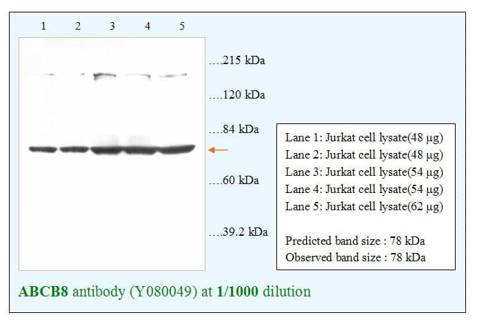 Anti-ABCB8