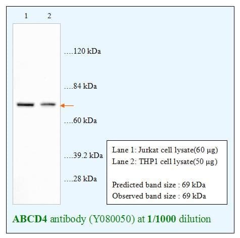 Anti-ABCD4