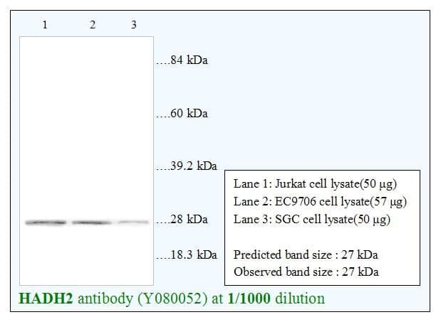 Anti-HADH2