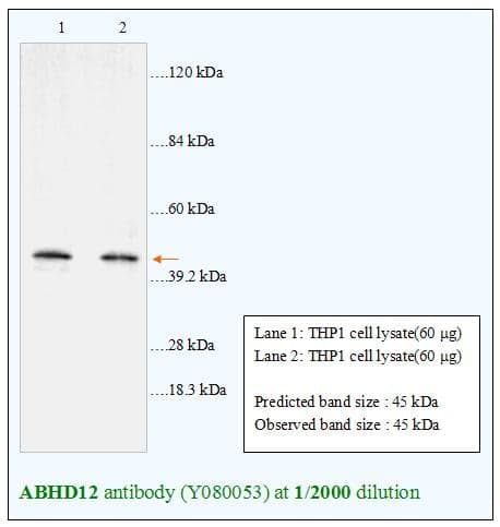 Anti-ABHD12