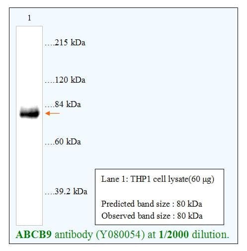 Anti-ABCB9