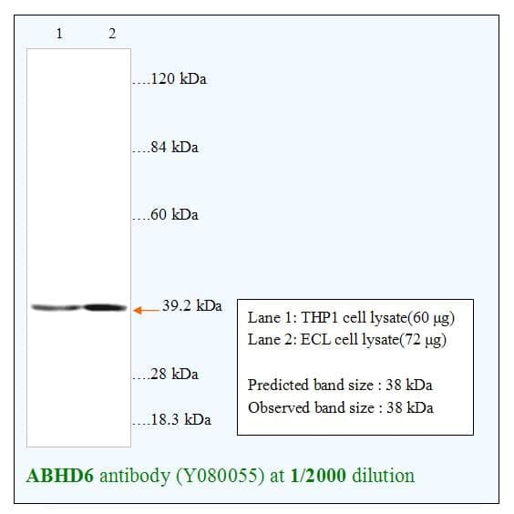 Anti-ABHD6