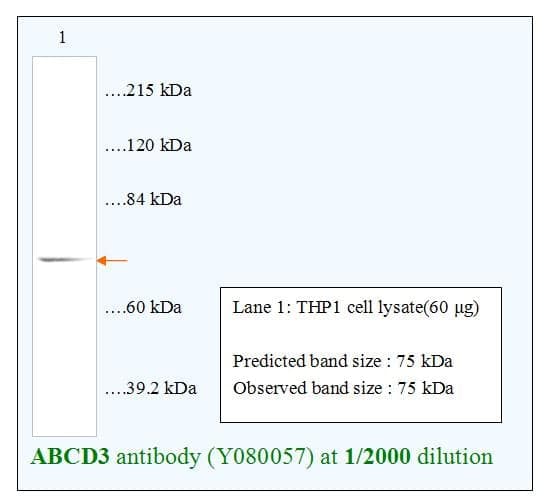 Anti-ABCD3