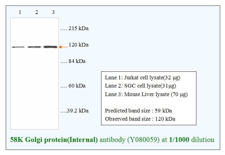 Anti-58K Golgi protein(Internal)