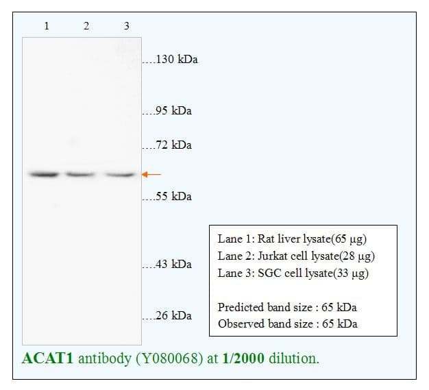 Anti-ACAT1