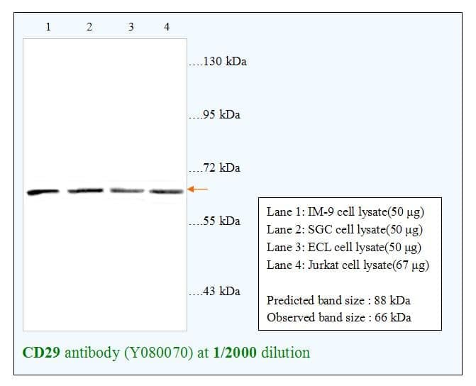 Anti-CD29