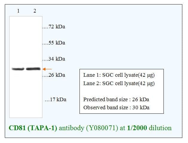 Anti-CD81(TAPA-1)