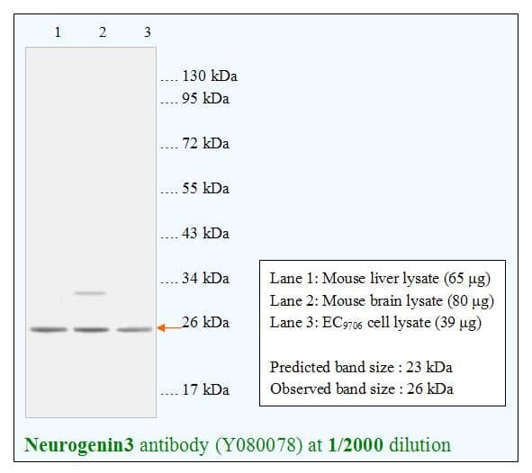 Anti-Neurogenin 3
