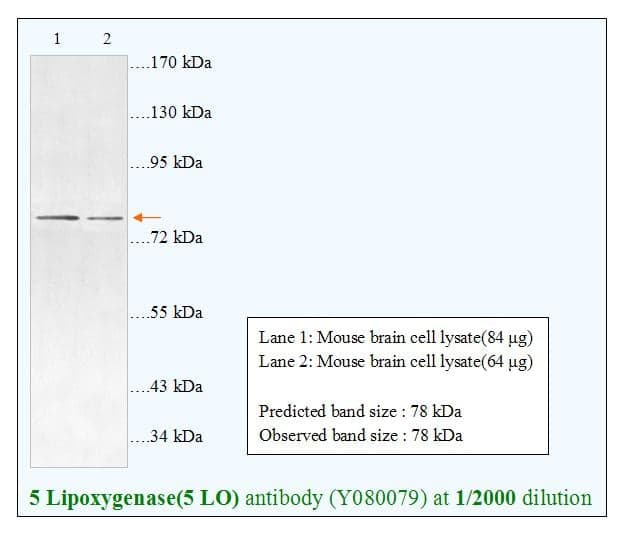 Anti-5 Lipoxygenase(5 LO)