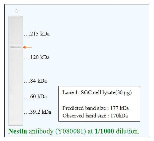 Anti-Nestin