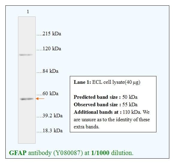 Anti-GFAP