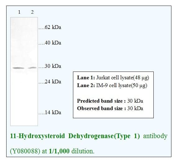 Anti-11-Hydroxysteroid Dehydrogenase(Type 1)