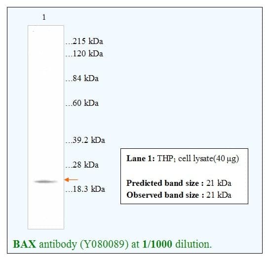 Anti-BAX