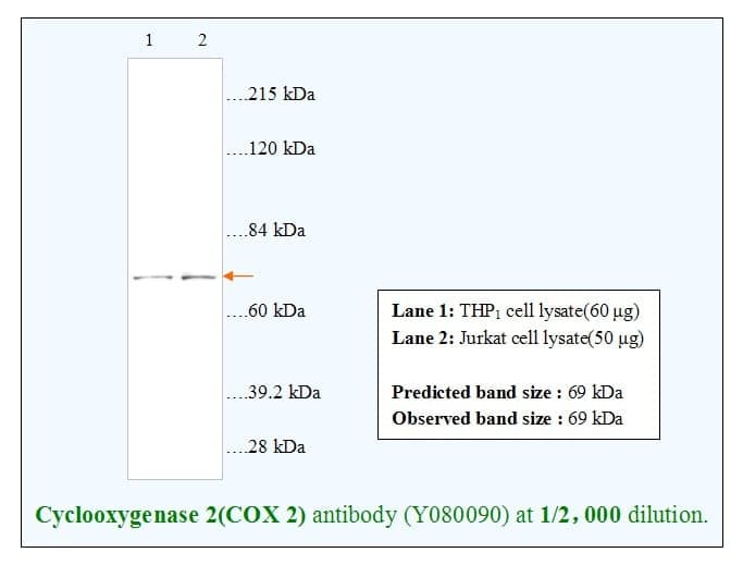 Anti-Cyclooxygenase 2 (COX 2)