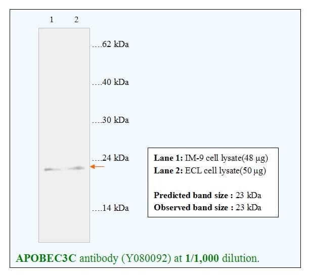 Anti-APOBEC3C