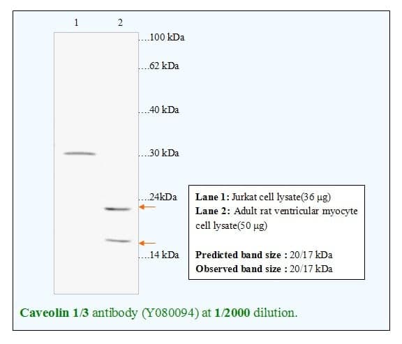 Anti-Caveolin 1/3(Caveolin 1+ Caveolin 3)