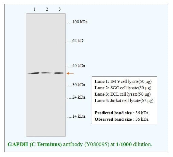 Anti-GAPDH (C Terminus)