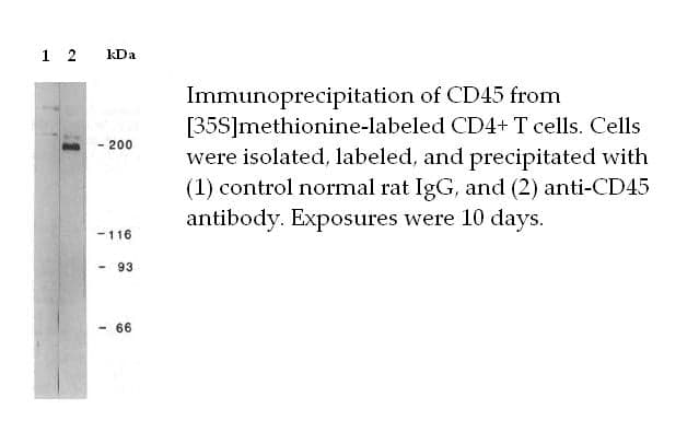 Anti-mouse Ptprc/CD45 Monoclonal