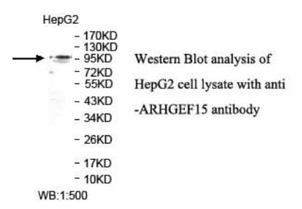 Anti-ARHGEF15