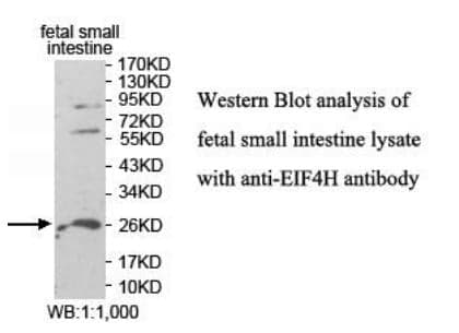 Anti-EIF4H