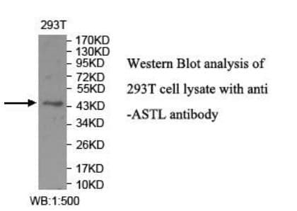 Anti-ASTL