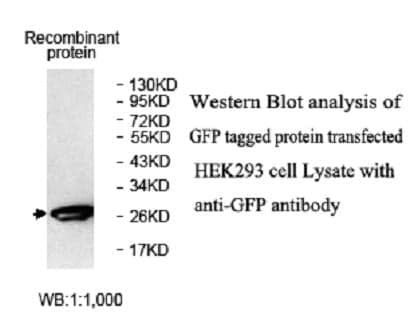 Anti-GFP